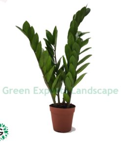 Zamioculcas zamiifolia, Zanzibar Gem or ZZ Plant
