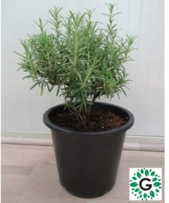 rosemary 25cm