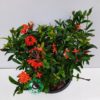 Ixora Chinensis Orange 40cm