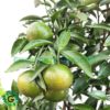 Calamansi Plant 110cm