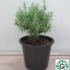 Rosemary 25cm