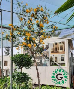 tecoma-stans-tree-L2