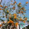 tecoma-stans-tree