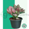 Aglaonema Pink 02
