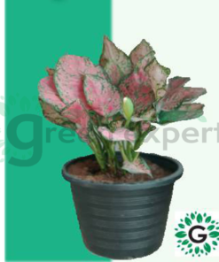 Aglaonema Pink 02