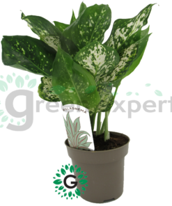 Aglaonema Snow White 6