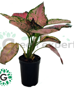 Aglaonema pink V13