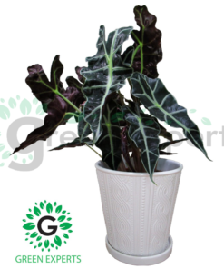 Alocasia Polly