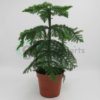 Araucaria p14 R2