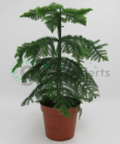 Araucaria p14 R2