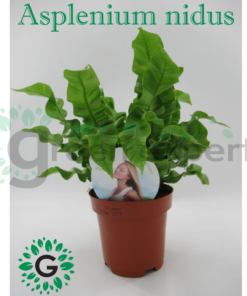 Asplenium Antiquum 01