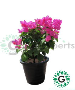 Bougainvellea-pink-scaled