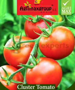 Cluster Tomato
