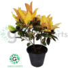 Codiaeum variegatum 70cm
