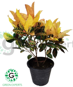 Codiaeum variegatum 70cm