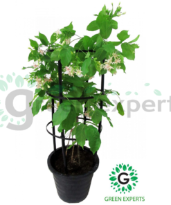 Combretum indicum 02