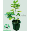 Common fig Ficus carica “Fig Tree” 65cm - شجرة التين