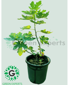 Common fig Ficus carica “Fig Tree” 65cm - شجرة التين
