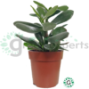 Crassula Arborescens 01