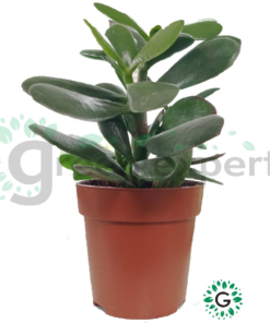 Crassula Arborescens 01