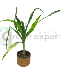 Crinum