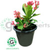Crown Of Thorns 25cm