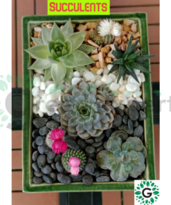 Decorated Succulents 01