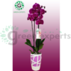 Dendrobium orchid