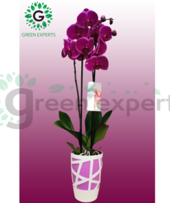 Dendrobium orchid