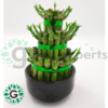 Dracaena sanderiana 5