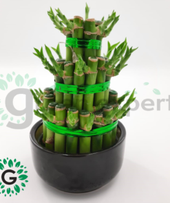 Dracaena sanderiana 5