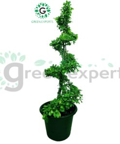 Ehretia spiral 150cm