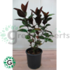 Eranthemum Brown 01