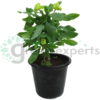 Euphorbia Milii 6L a