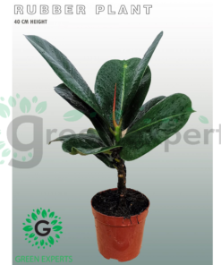 Ficus Elastica 35cm 1 Stem