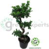 Ficus bonsai S