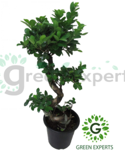 Ficus bonsai S