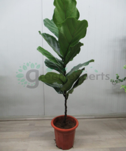 Ficus-lyrata-05