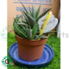 Haworthia Concolor 212