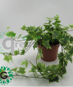 Hedera Variegata or Variegated English Ivy