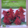 salvia splendens alta