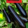 Long Black Eggplant