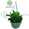 Money Plant Hanging 5