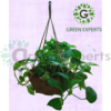 Money plant + coconut mesh pot