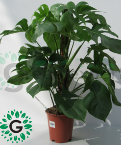 Monstera Deliciosa 100cm