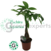 Pachira Aquatica 6