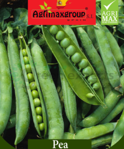 Pea seeds