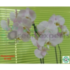 Phalaenopsis Orchid Purple 03