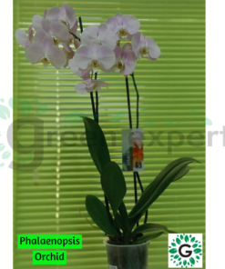 Phalaenopsis Orchid Purple