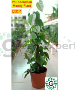 Philodendron 120cm 01